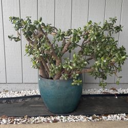 Jade Plant With Large Ceramic Pot 