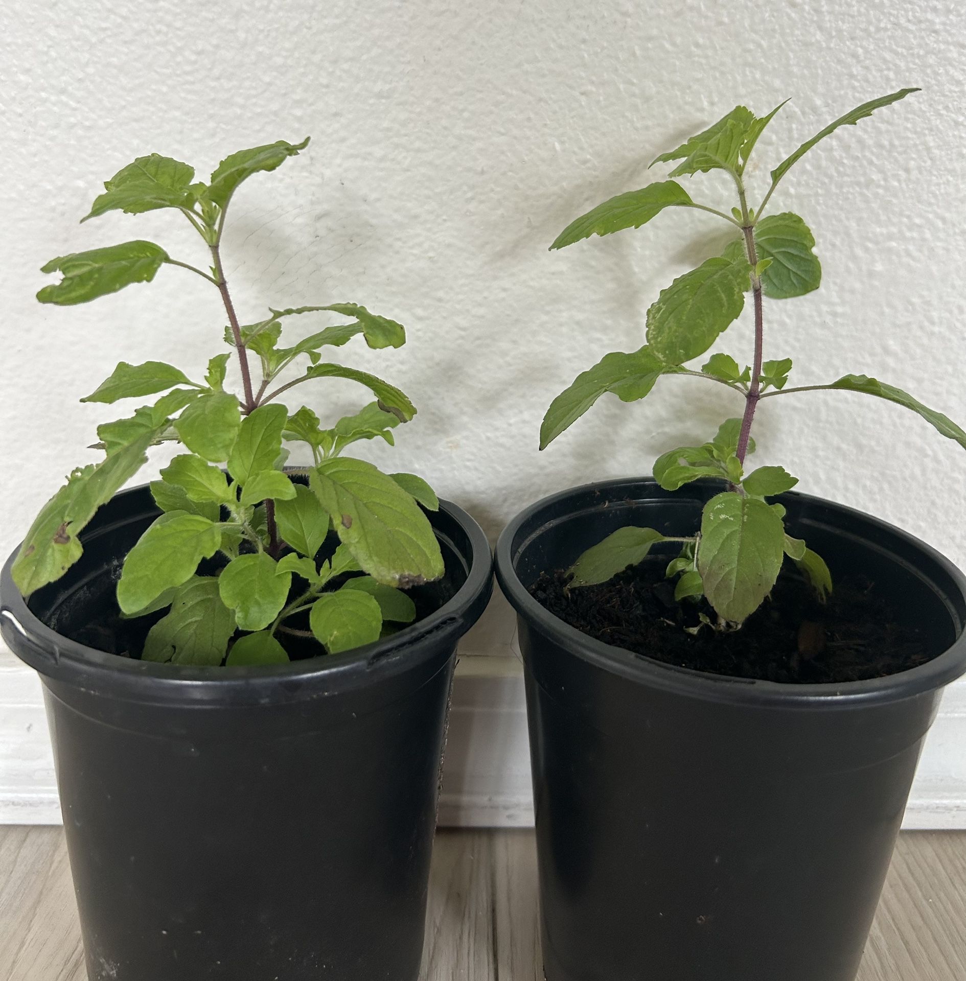 Tulsi Plant (Krishna/ Shyama)