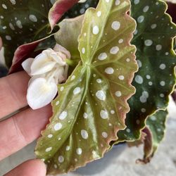Blooming White Flowers Begonia Maculata Polka Dots Shade Plant, In 1 Gallón Pot Pick Up Only