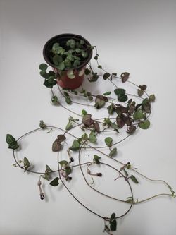String Of Hearts Plant - Reverted Variegated Silver Glory 
