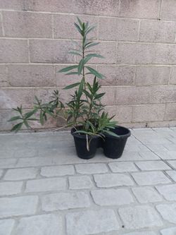 OLEANDER plant, baby, 2 tier pot included
