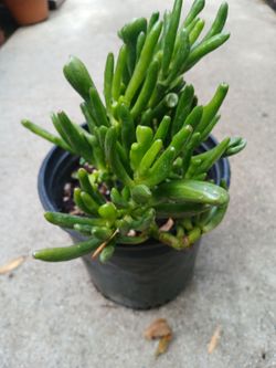 "GOLLUM SUCCULENT", Crassula Ovata in a gallon container