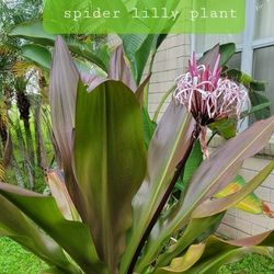 Spider Lily Plant (Large)