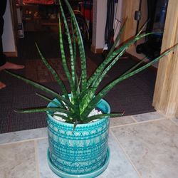 Large sansevieria succulent house plant in Large new po $65 And small plants in pink pot$10