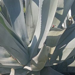 Super Large Blue Agave Plant *View Photos*