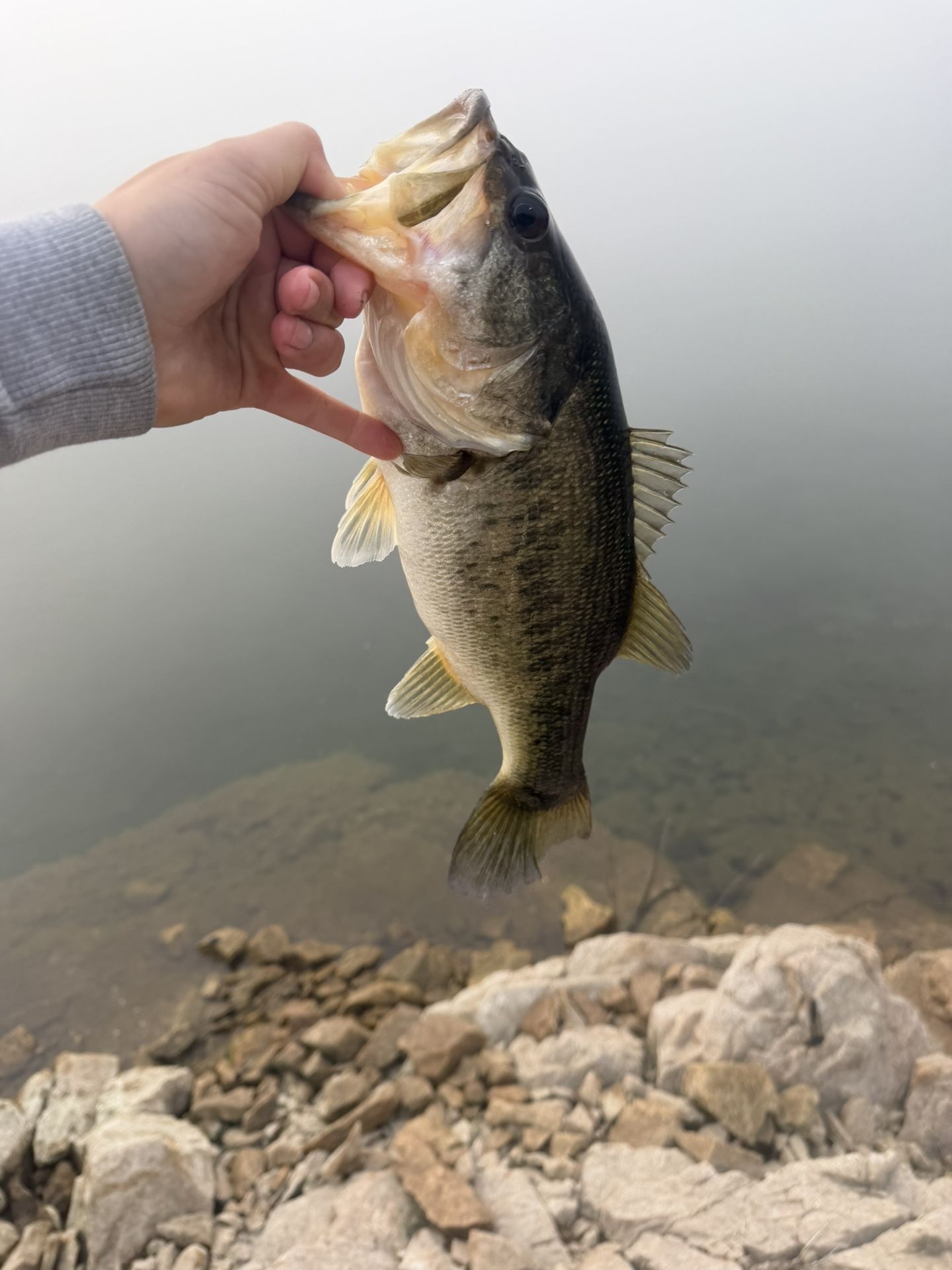 Shimano Curado