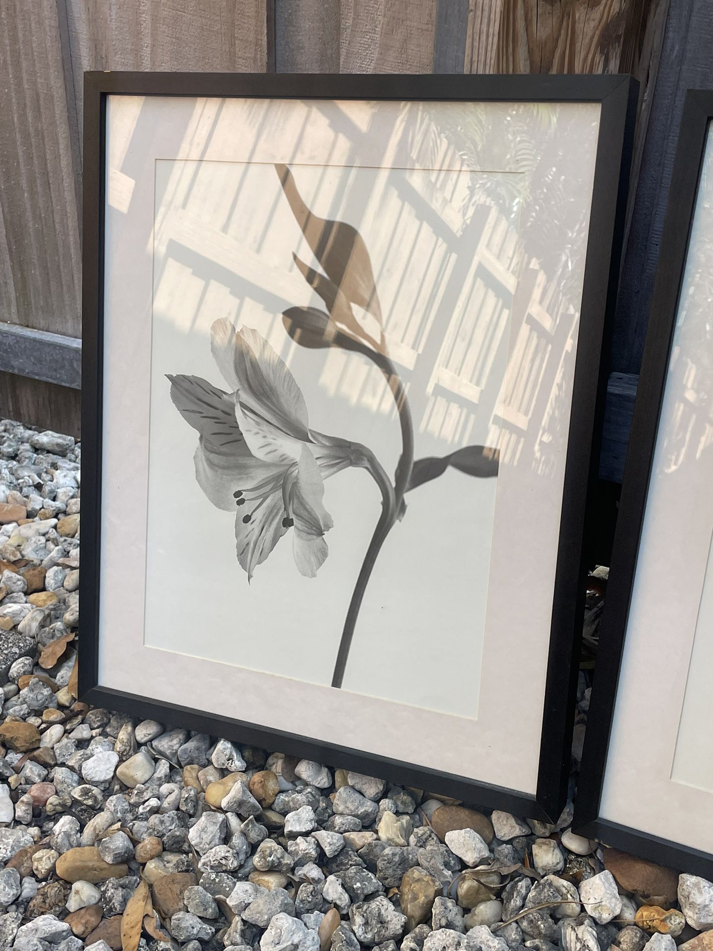 Framed Picture Behind The Glass, Flower, Black & White, 21” H x 17” W