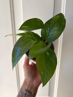 Golden Pothos