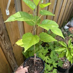 mulberry Plant From Cuttings 