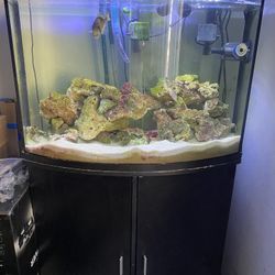 40 G , Fish Tank 