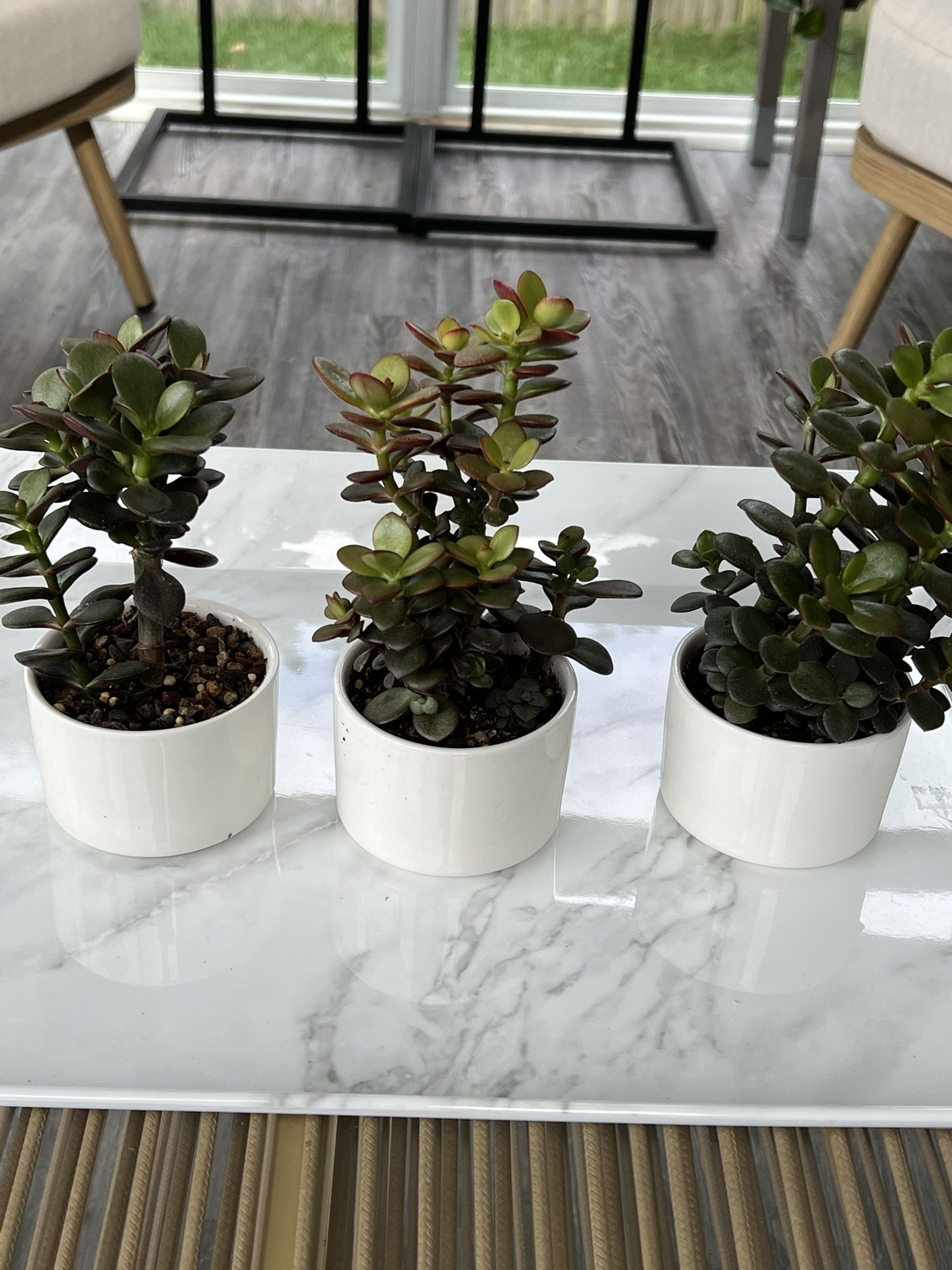 Jade Plant Sale