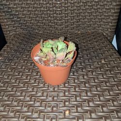 Succulent (Easy Care) - Adromischus Poellnitzianus