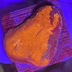 Deadpool Chalice Coral 