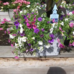 Color Combo Flower In Box. Calibrachioa And Cannalillys