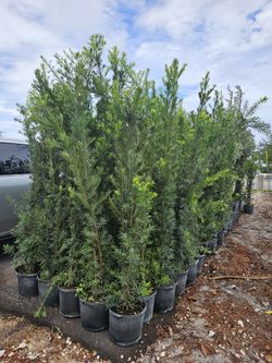 Huge Arecas About 7 Feet Tall Instant Privacy Hedge For Fence  Minimum Order 30 Or More For This Price 