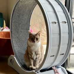 Cat Exercise Wheel