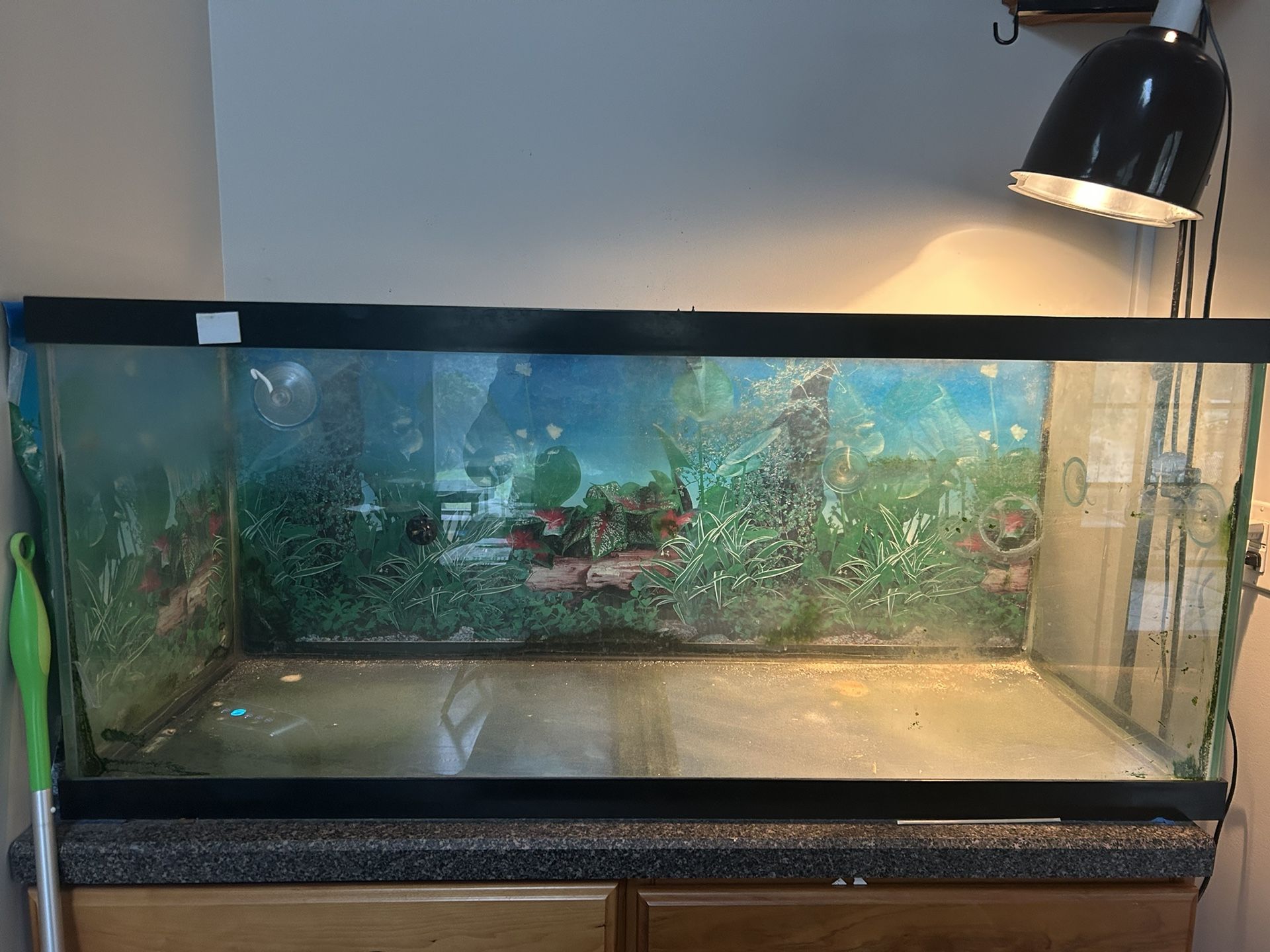 75 Gallon Fish/Turtle Tank