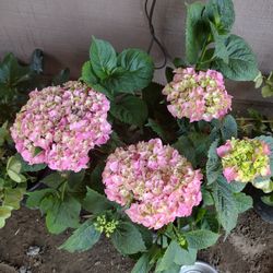 Plants For Sale 