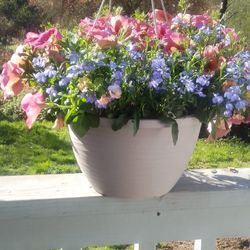 Hanging Baskets