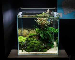 3 Gallon Cube Aquarium  Thumbnail