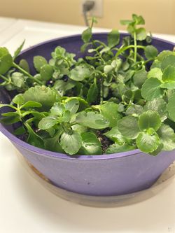 kalanchoe with 11 inches purple pot