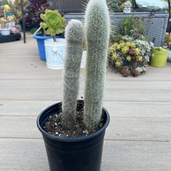 Old man Cactus, live Plant in a  1 gallon nursery pot. ✔️ profile for more 🪴