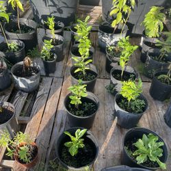 Plants.   Avocado.  Mango. Lemon. 