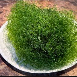 Aquarium Refugium Combo Pack