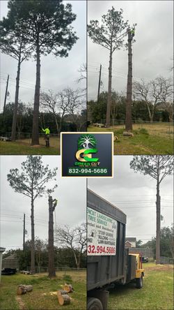 trees
