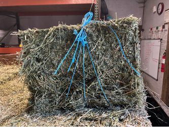 Alfalfa 100-110 lbs