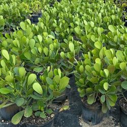 $15 Includes transfer and installation