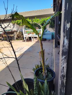Banana Plant