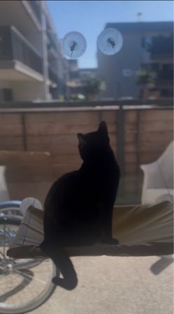 Window Cat Seat (for Kittens or Tiny Cats only)