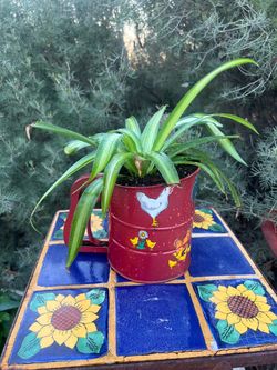 Vintage Farmhouse Red Flour Sifter Planter with Live Spider Plant retro outdoor deco fun!
