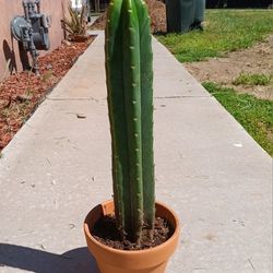 San Pedro  Cactus - Rooted Cacti - 14 INCHES above soil-🌵