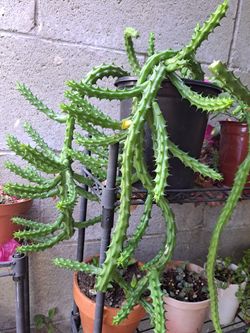 Stapelia Dragon