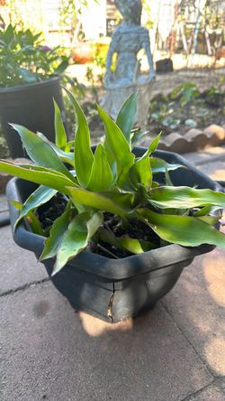 Basket plant