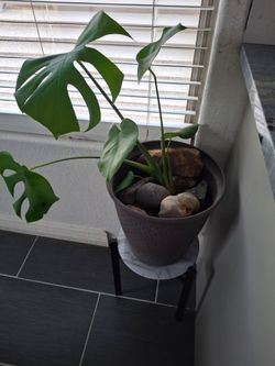 Plant