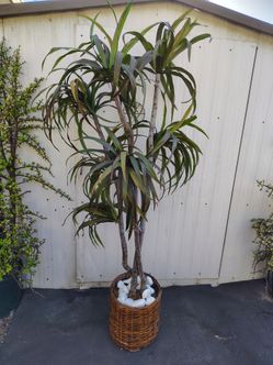 Dracaena Artificial Tree