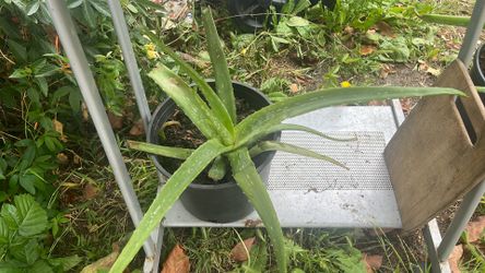 Aloe Vera and twin size mattress