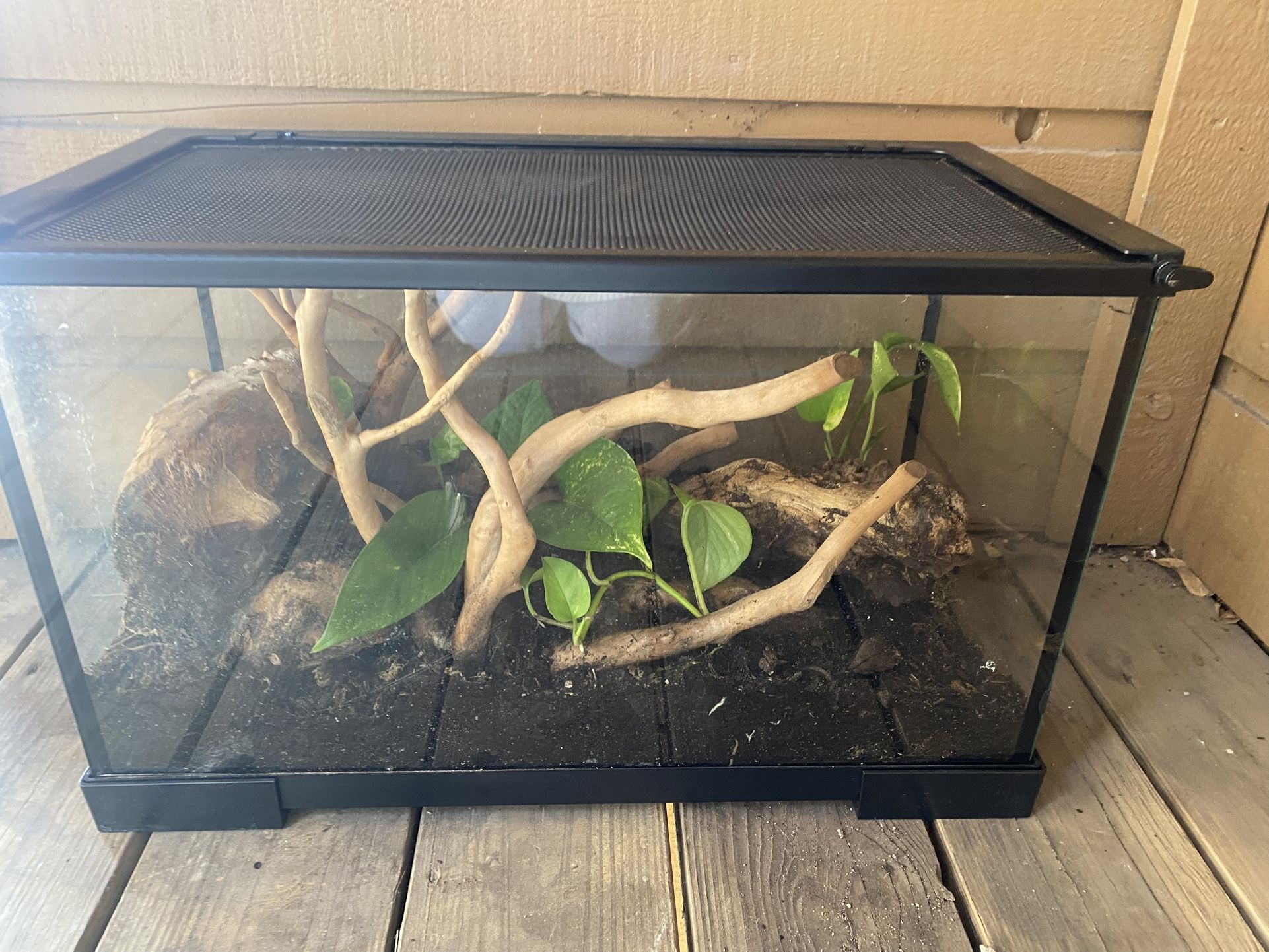 15 Gallon Terraium Comes With Pothos Plants And Wood