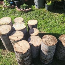 🌴 Palm Tree Stump 🌴 