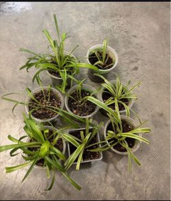 Spider Plant Cuttings – Lot of 10