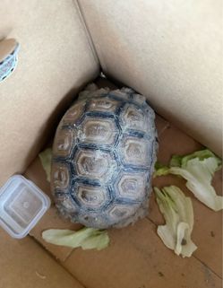 Tortoise Enclosure