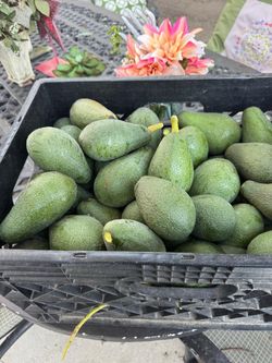 Aguacates frescos y orgánicos
