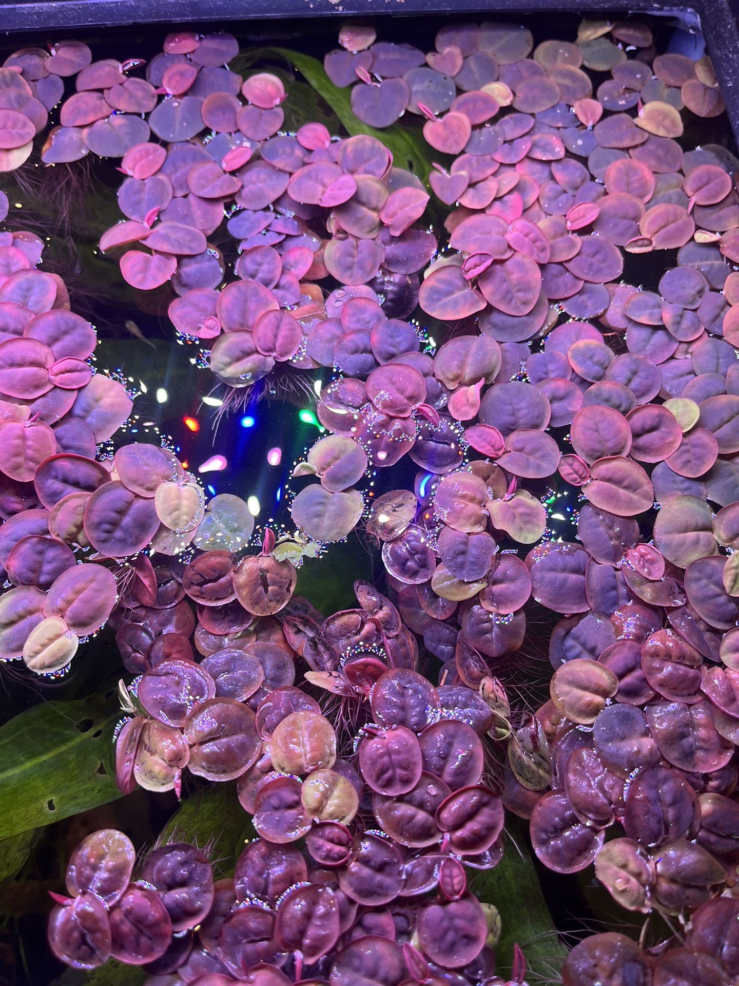 Red Root Floating Plant