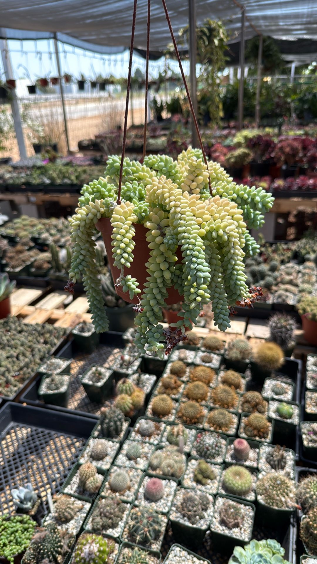 Donkey Tail Succulent