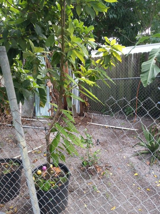 Avocado Tree  Good