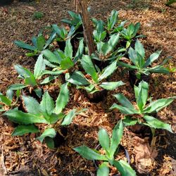 Agave