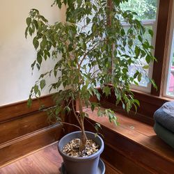 Ficus Tree